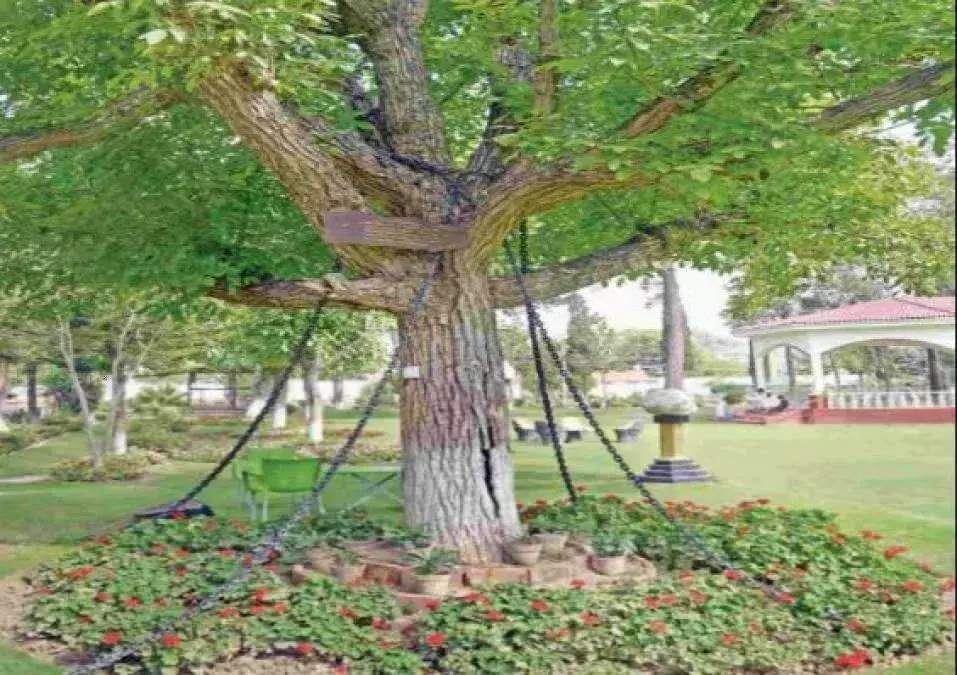 पाकिस्तान में 120 साल से गिरफ्तार है एक पेड़ पाकिस्तान में 120 साल से गिरफ्तार है एक पेड़