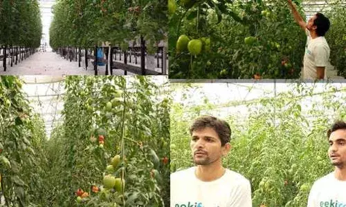 दो आईआईटीयन दोस्त सब्जी उगाकर कर, कर रहे लाखों की कमाई दो आईआईटीयन दोस्त सब्जी उगाकर कर, कर रहे लाखों की कमाई