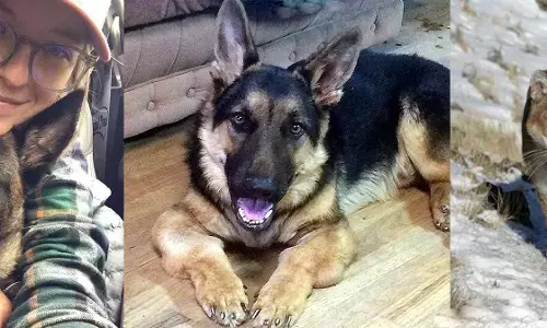 वफ़ादारी की मिसाल – अपनी मालकिन की जान बचाने के लिए शेर से भिड़ गया कुत्ता वफ़ादारी की मिसाल – अपनी मालकिन की जान बचाने के लिए शेर से भिड़ गया कुत्ता