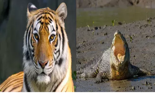 बाघों से भरे जंगल और घड़ियालों से भरी नदी पार कर, अपने प्यार को पाने के लिए कोलकाता पहुंची युवती