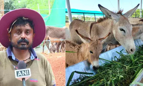 IIT पास इंजीनियर ने नौकरी छोड़ शुरू की गधा फॉर्मिंग! कर रहें हैं लाखों की कमाई IIT पास इंजीनियर ने नौकरी छोड़ शुरू की गधा फॉर्मिंग! कर रहें हैं लाखों की कमाई