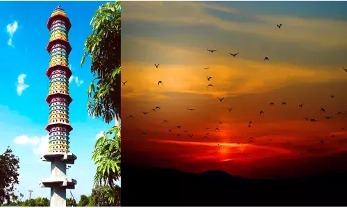 पक्षियों के लिए बना 6 मंजिला ईमारत, दिन भर घूम, शाम को लौट अपने फ़्लैट में आराम फरमा रहें हैं पक्षी पक्षियों के लिए बना 6 मंजिला ईमारत, दिन भर घूम, शाम को लौट अपने फ़्लैट में आराम फरमा रहें हैं पक्षी