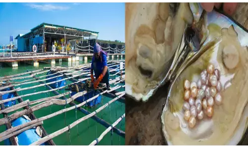 मोती की खेती कर कमा सकते हैं, आसानी से लाखों रुपयें महीने मोती की खेती कर कमा सकते हैं, आसानी से लाखों रुपयें महीने
