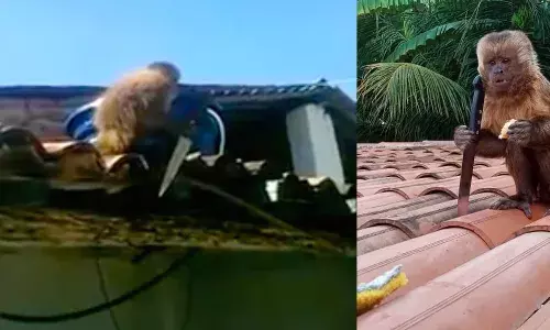 हैरानी की बात- बंदर के हाथ लगा चाकू! डर के मारे लोगों का घर से निकलना हुआ मुश्किल हैरानी की बात- बंदर के हाथ लगा चाकू! डर के मारे लोगों का घर से निकलना हुआ मुश्किल