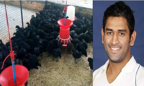 कड़कनाथ मुर्गे कर सकतें हैं! आपकी जेब कड़क, इस बिजनेस को शुरू कर कमा सकतें हैं लाखों रूपये कड़कनाथ मुर्गे कर सकतें हैं! आपकी जेब कड़क, इस बिजनेस को शुरू कर कमा सकतें हैं लाखों रूपये