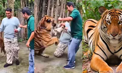 Indian Tourist Mauled by Tiger in Phuket Sparks Global Outcry Over Wildlife Tourism Ethics Indian Tourist Mauled by Tiger in Phuket Sparks Global Outcry Over Wildlife Tourism Ethics